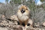 SPITZ ALLEMAND 315